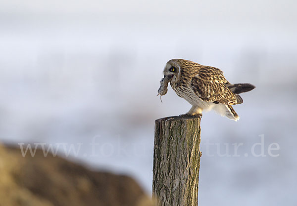 Sumpfohreule (Asio flammeus)