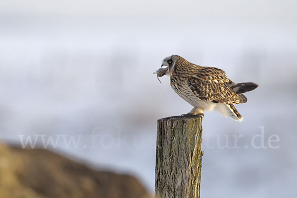 Sumpfohreule (Asio flammeus)