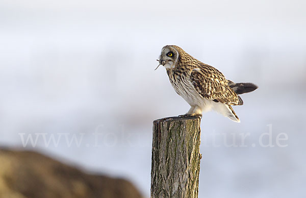 Sumpfohreule (Asio flammeus)