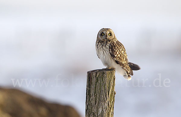 Sumpfohreule (Asio flammeus)