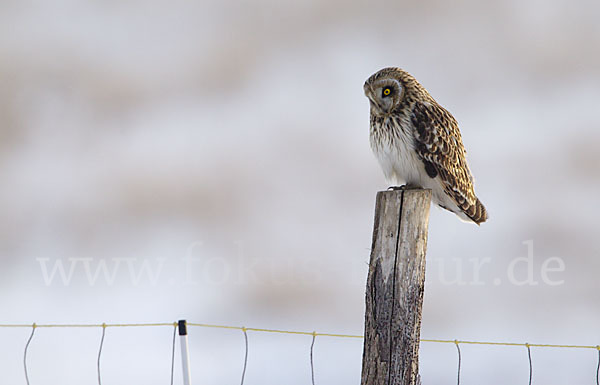 Sumpfohreule (Asio flammeus)