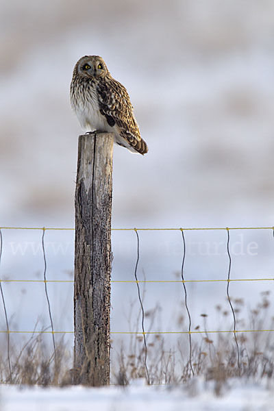 Sumpfohreule (Asio flammeus)