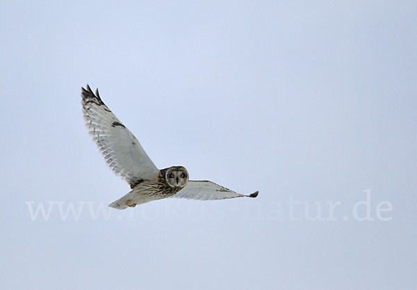 Sumpfohreule (Asio flammeus)