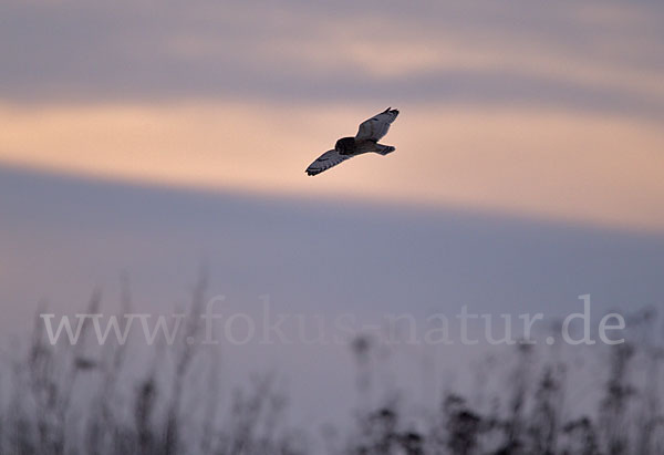 Sumpfohreule (Asio flammeus)