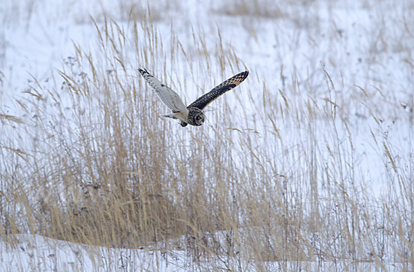 Sumpfohreule (Asio flammeus)