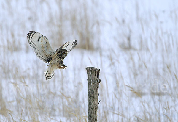 Sumpfohreule (Asio flammeus)