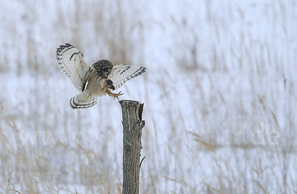 Sumpfohreule (Asio flammeus)