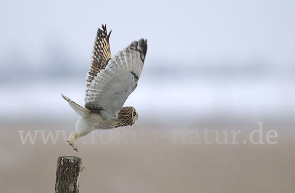 Sumpfohreule (Asio flammeus)