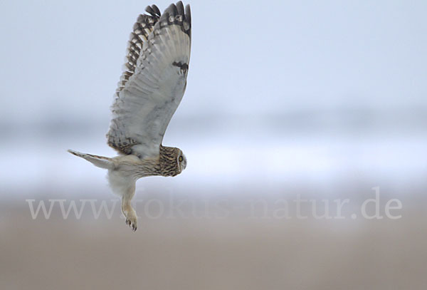 Sumpfohreule (Asio flammeus)