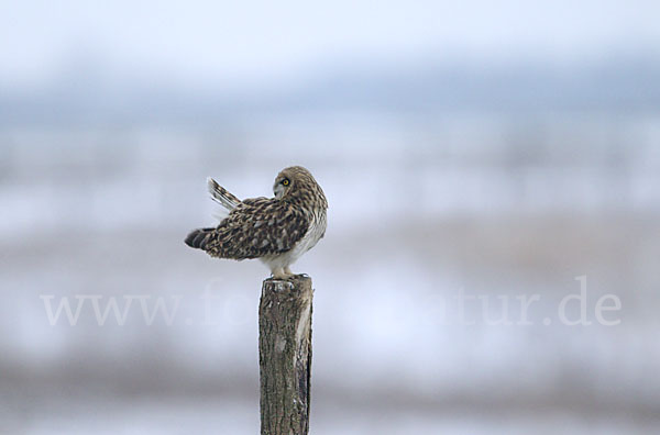 Sumpfohreule (Asio flammeus)