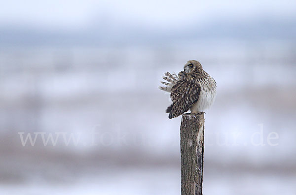 Sumpfohreule (Asio flammeus)