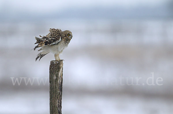 Sumpfohreule (Asio flammeus)