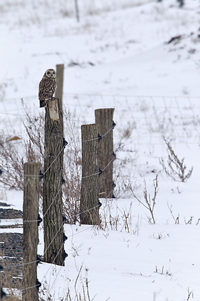 Sumpfohreule (Asio flammeus)