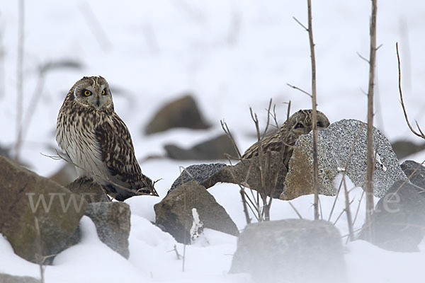 Sumpfohreule (Asio flammeus)