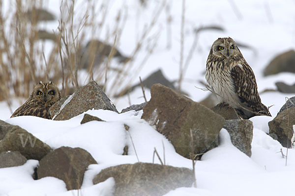 Sumpfohreule (Asio flammeus)