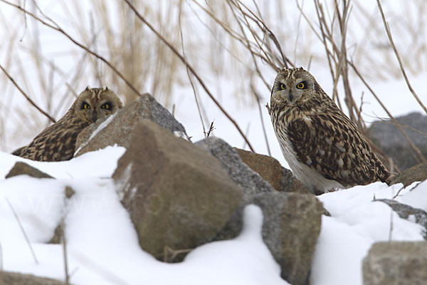 Sumpfohreule (Asio flammeus)