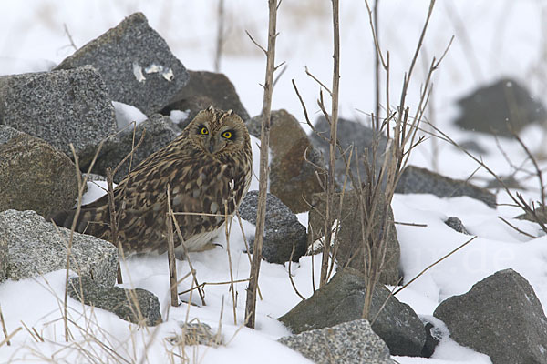 Sumpfohreule (Asio flammeus)