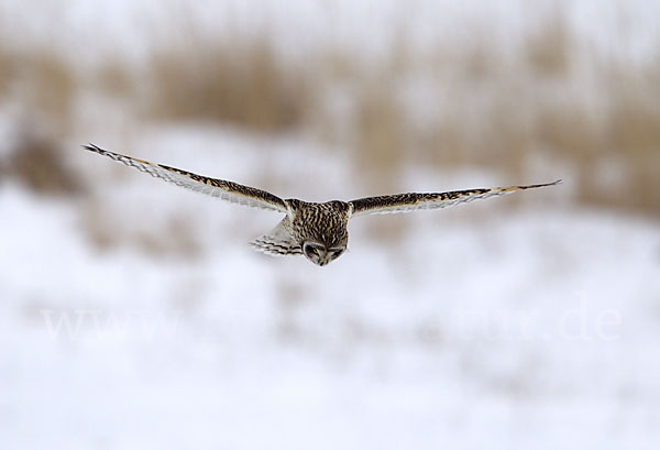 Sumpfohreule (Asio flammeus)