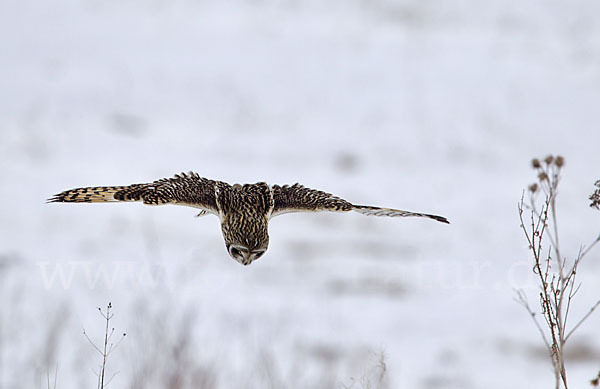 Sumpfohreule (Asio flammeus)