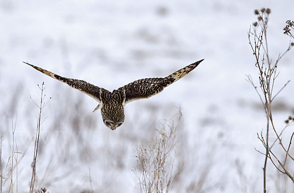 Sumpfohreule (Asio flammeus)