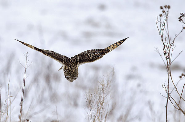 Sumpfohreule (Asio flammeus)