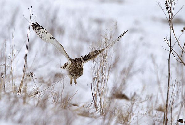 Sumpfohreule (Asio flammeus)