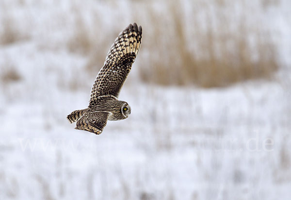 Sumpfohreule (Asio flammeus)