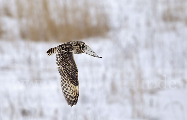 Sumpfohreule (Asio flammeus)