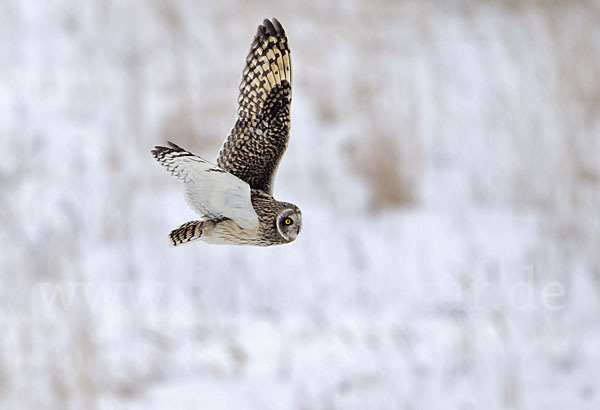 Sumpfohreule (Asio flammeus)