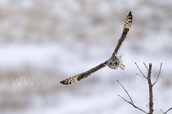 Sumpfohreule (Asio flammeus)