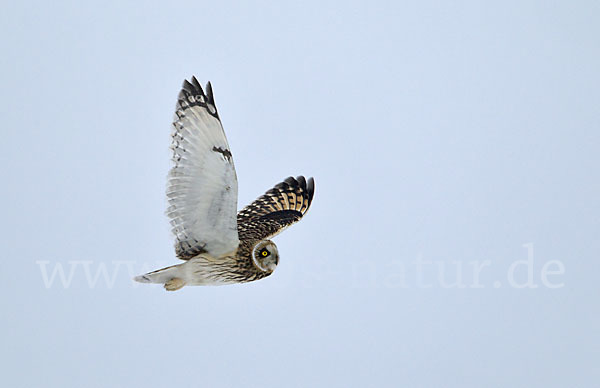 Sumpfohreule (Asio flammeus)