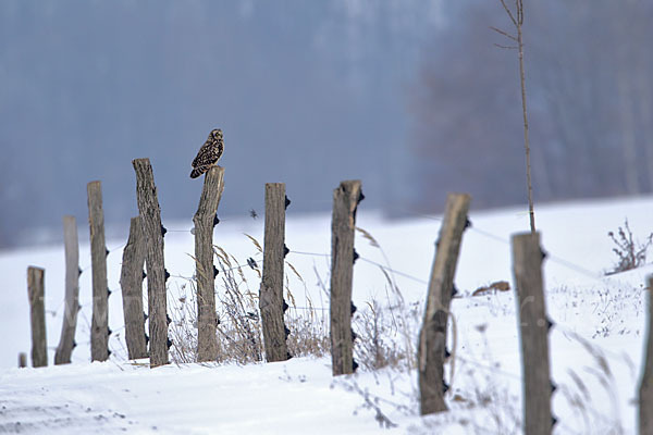 Sumpfohreule (Asio flammeus)