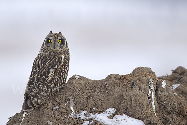 Sumpfohreule (Asio flammeus)