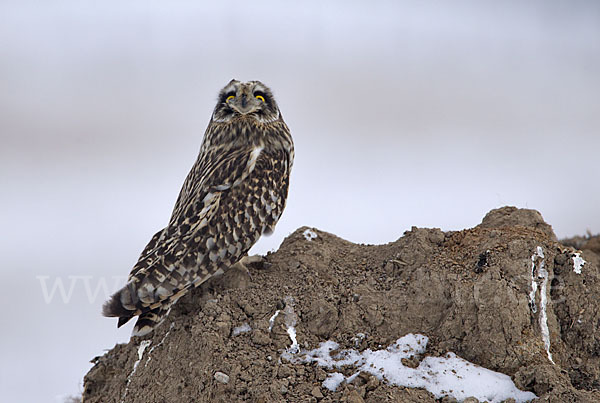 Sumpfohreule (Asio flammeus)