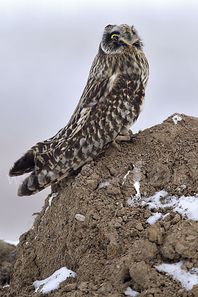 Sumpfohreule (Asio flammeus)