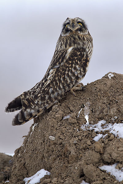 Sumpfohreule (Asio flammeus)