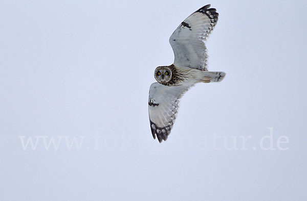 Sumpfohreule (Asio flammeus)