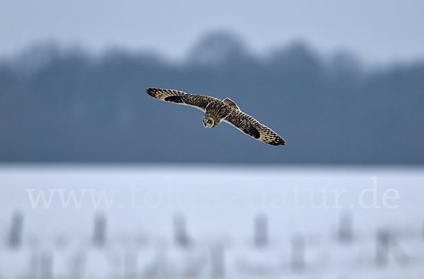 Sumpfohreule (Asio flammeus)