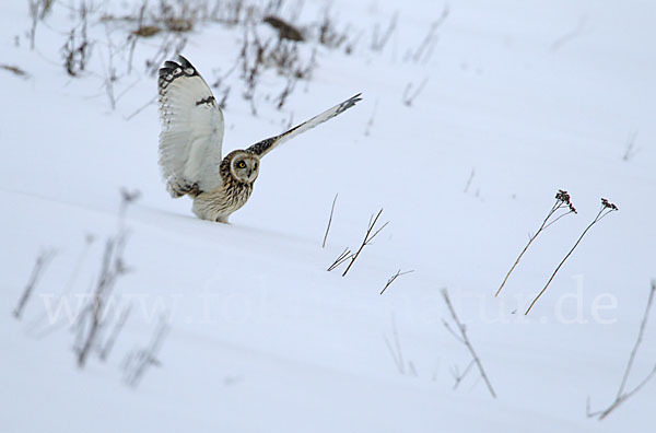 Sumpfohreule (Asio flammeus)