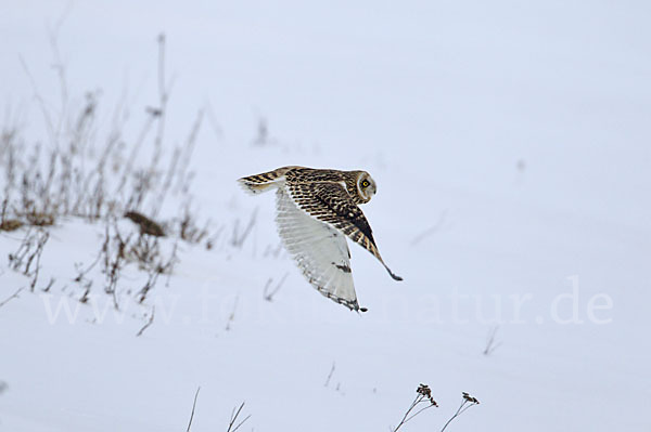 Sumpfohreule (Asio flammeus)