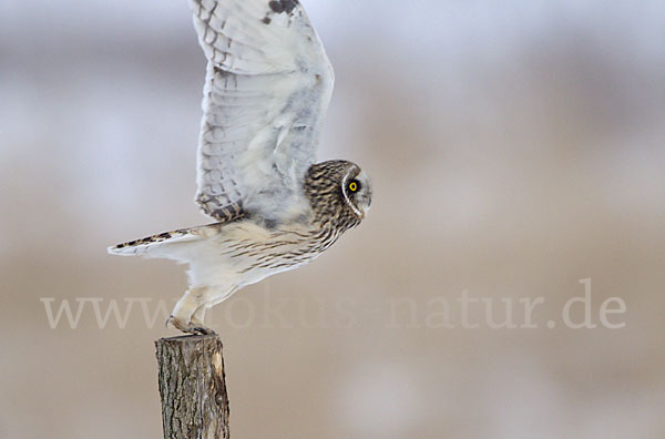 Sumpfohreule (Asio flammeus)