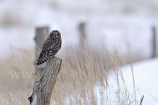 Sumpfohreule (Asio flammeus)