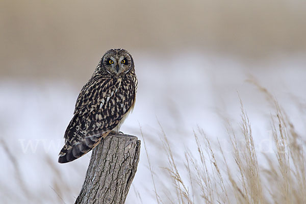 Sumpfohreule (Asio flammeus)