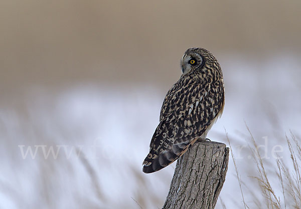 Sumpfohreule (Asio flammeus)