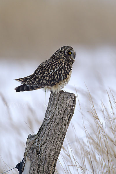 Sumpfohreule (Asio flammeus)