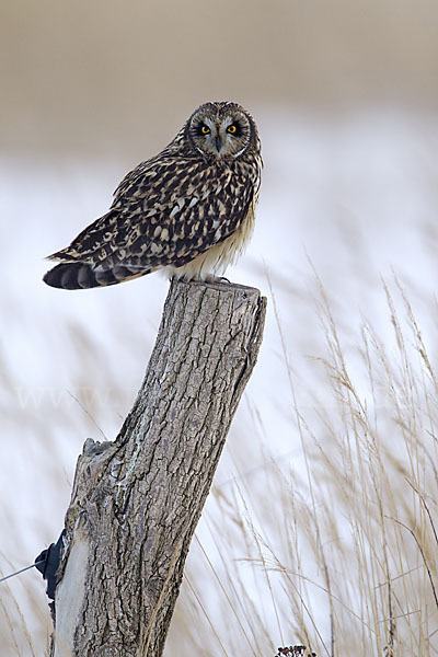 Sumpfohreule (Asio flammeus)