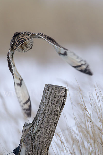 Sumpfohreule (Asio flammeus)