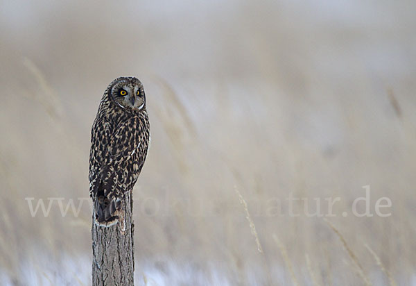 Sumpfohreule (Asio flammeus)