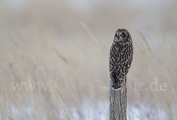 Sumpfohreule (Asio flammeus)