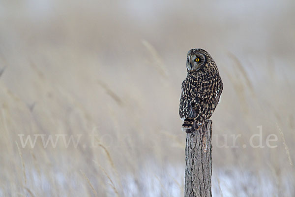 Sumpfohreule (Asio flammeus)